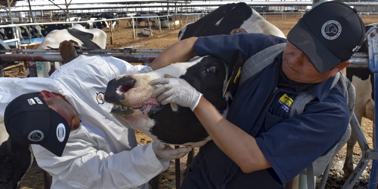 Reconoce AGRICULTURA pasión y profesionalismo de veterinarios para proteger el patrimonio pecuario