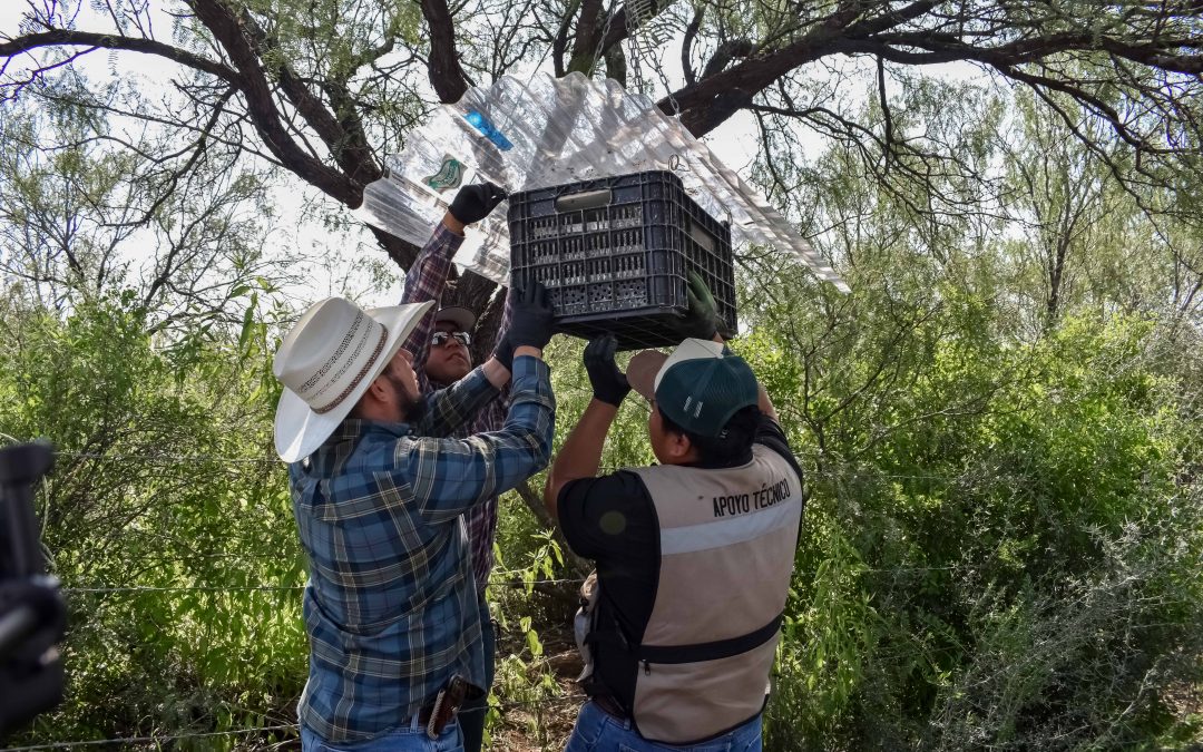 Senasica libera casi 15 millones de moscas estériles y fortalece estrategia contra el gusano barrenador en Chihuahua