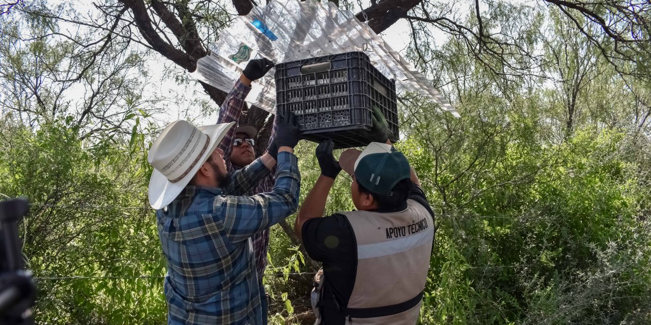 Senasica libera casi 15 millones de moscas estériles y fortalece estrategia contra el gusano barrenador en Chihuahua