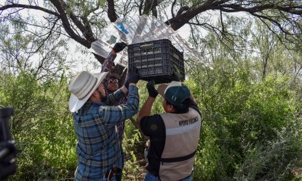Senasica libera casi 15 millones de moscas estériles y fortalece estrategia contra el gusano barrenador en Chihuahua