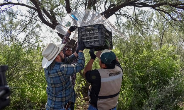 Senasica libera casi 15 millones de moscas estériles y fortalece estrategia contra el gusano barrenador en Chihuahua