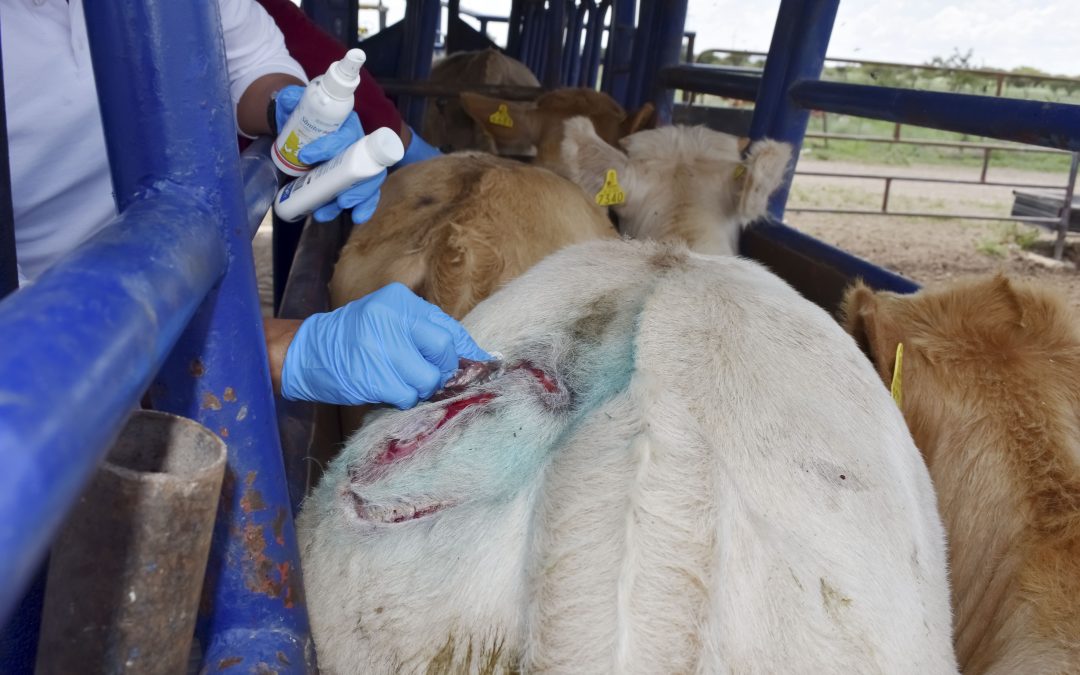 Refuerza Senasica estrategia de contención en Sonora tras detección de caso de gusano barrenador