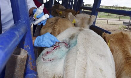 Refuerza Senasica estrategia de contención en Sonora tras detección de caso de gusano barrenador