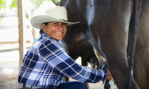 Leche para el Bienestar supera 13 mil 500 puntos de distribución y atiende a 90.2% de los municipios del país