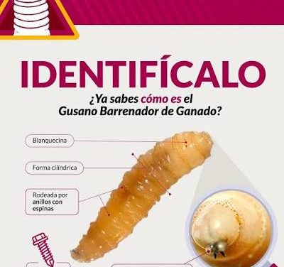 Instala Gobierno de México consejo técnico-científico para fortalecer estrategia contra el gusano barrenador