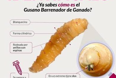 Instala Gobierno de México consejo técnico-científico para fortalecer estrategia contra el gusano barrenador