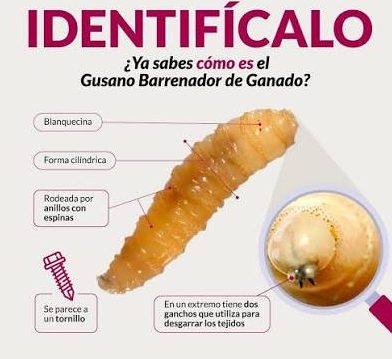 Instala Gobierno de México consejo técnico-científico para fortalecer estrategia contra el gusano barrenador