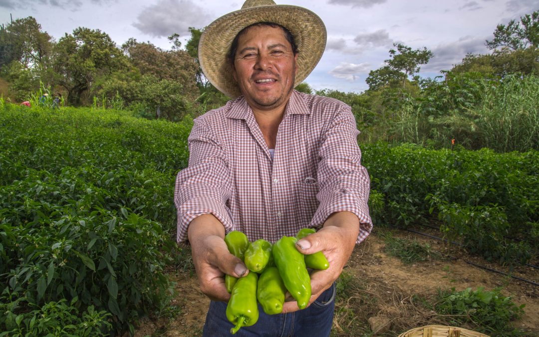 Producción de chile, jitomate y cebolla asegura el abasto para los festejos patrios