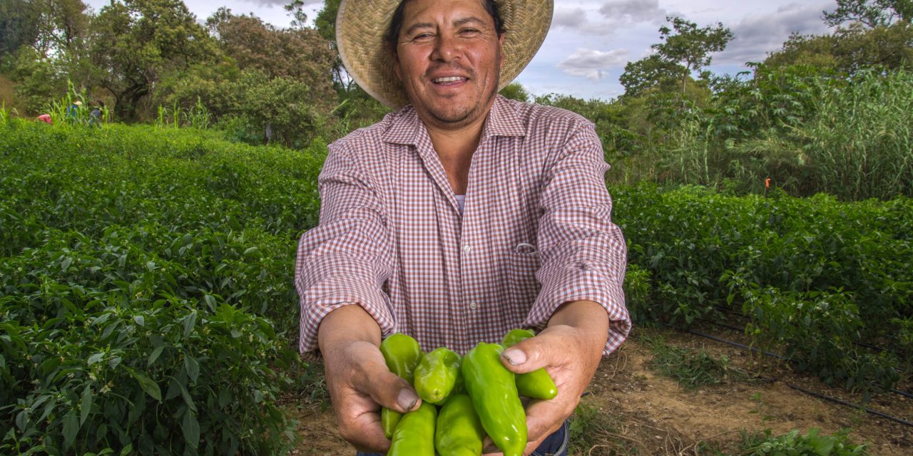 Producción de chile, jitomate y cebolla asegura el abasto para los festejos patrios