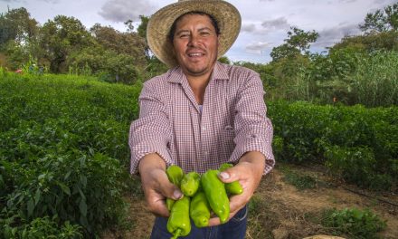 Producción de chile, jitomate y cebolla asegura el abasto para los festejos patrios