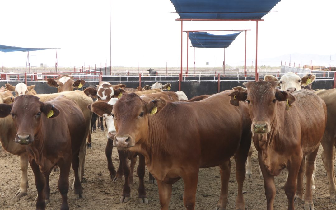 Se reanudará la exportación de ganado desde San Jerónimo, Chihuahua, a Estados Unidos