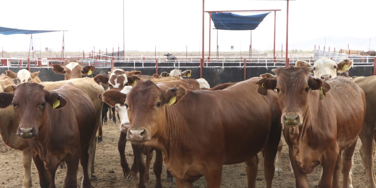 Se reanudará la exportación de ganado desde San Jerónimo, Chihuahua, a Estados Unidos