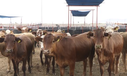 Se reanudará la exportación de ganado desde San Jerónimo, Chihuahua, a Estados Unidos