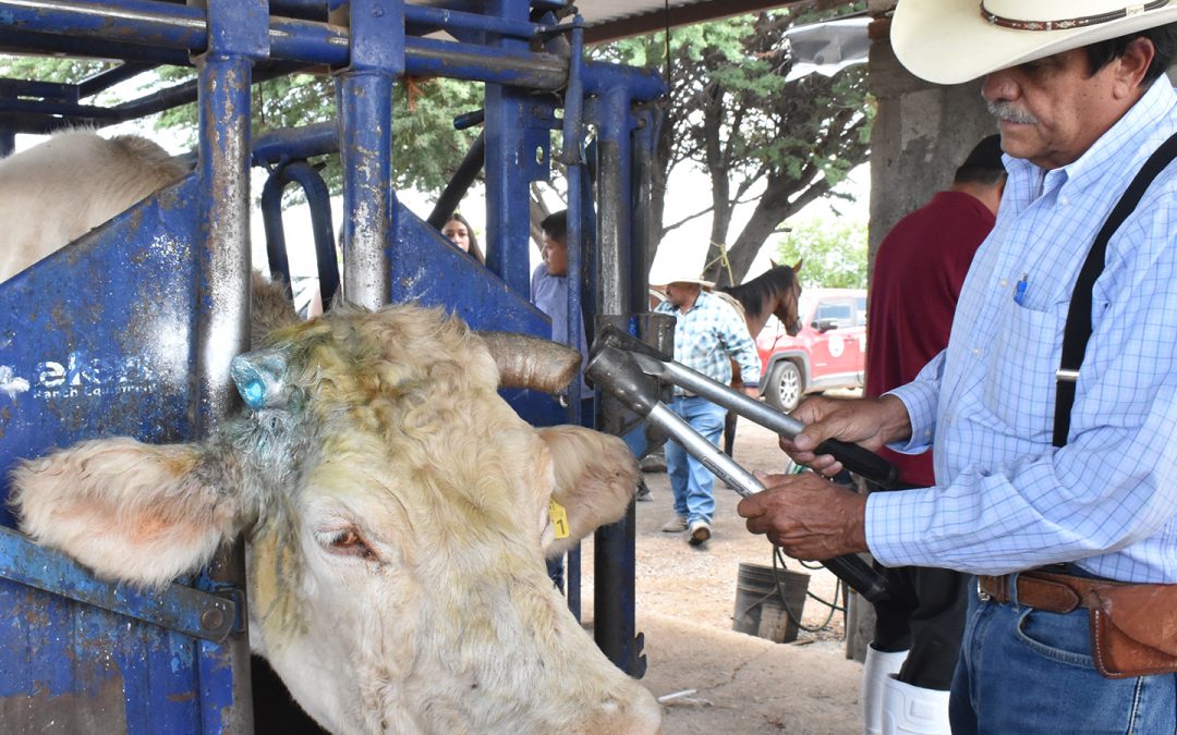 AGRICULTURA, gobiernos estatales y ganaderos refuerzan acciones contra el GBG en Chihuahua y Sonora