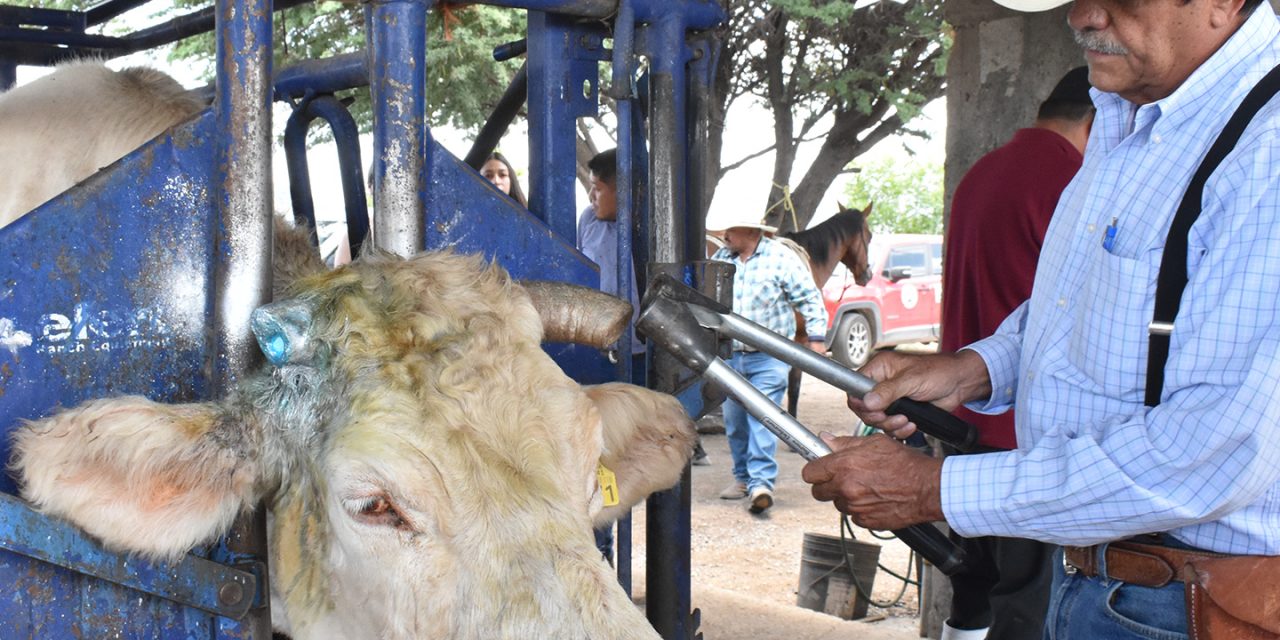 AGRICULTURA, gobiernos estatales y ganaderos refuerzan acciones contra el GBG en Chihuahua y Sonora