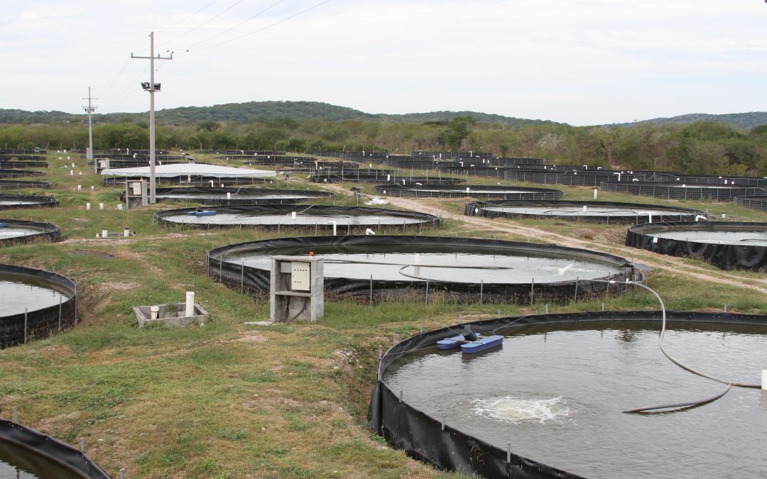 Abre Conapesca inscripciones para el Programa de Energía Eléctrica para Uso Acuícola 2027
