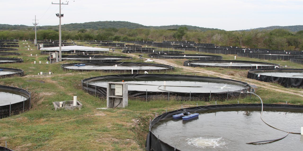 Abre Conapesca inscripciones para el Programa de Energía Eléctrica para Uso Acuícola 2027