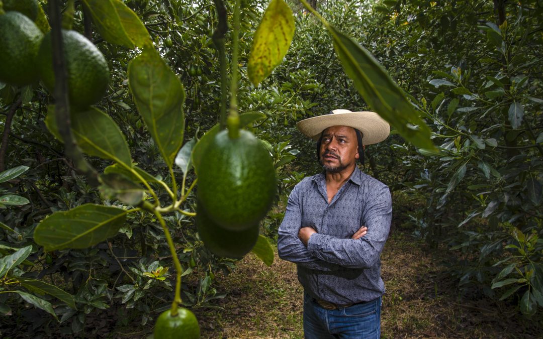 AGRICULTURA y SAT fortalecen la cadena de exportación de aguacate a Estados Unidos