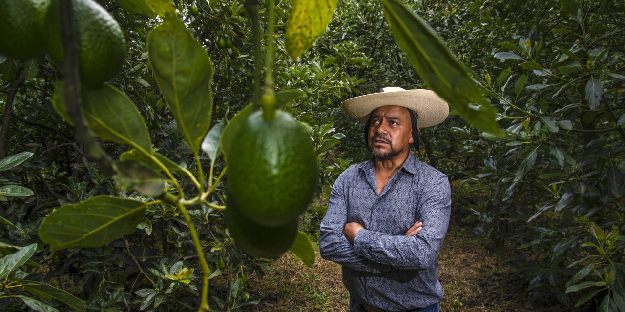 AGRICULTURA y SAT fortalecen la cadena de exportación de aguacate a Estados Unidos