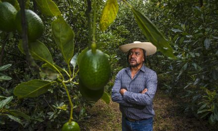 AGRICULTURA y SAT fortalecen la cadena de exportación de aguacate a Estados Unidos
