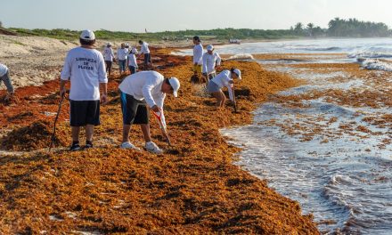 Impulsa Gobierno de México alianza internacional para el aprovechamiento sustentable del sargazo