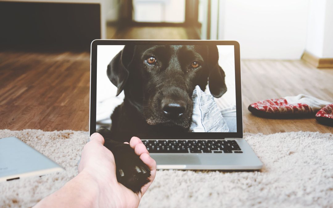 Valida y acompaña el duelo por tu mascota: ¿Qué espacios me pueden ayudar?