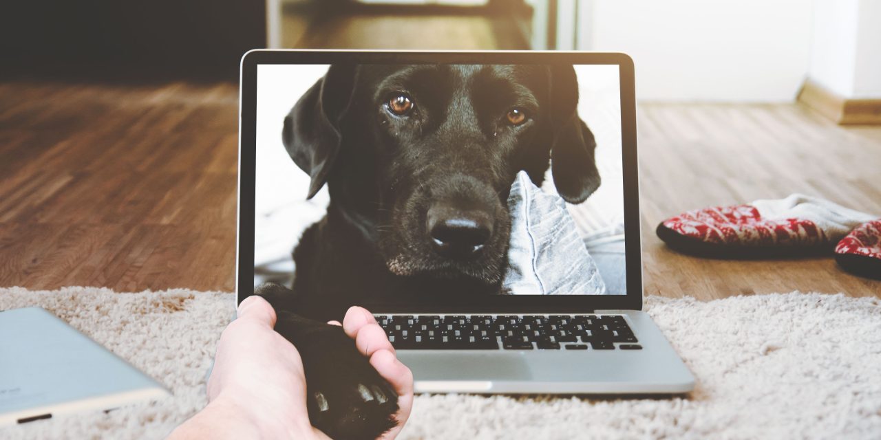 Valida y acompaña el duelo por tu mascota: ¿Qué espacios me pueden ayudar?